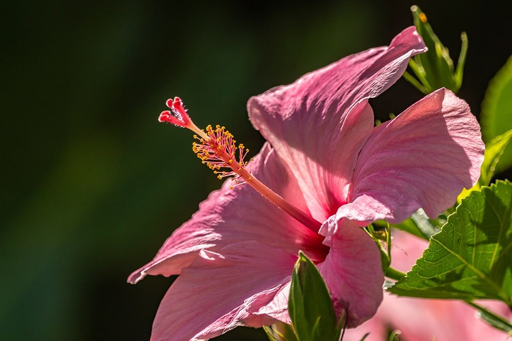 Caribbean-Trinidad-Asa Wright Nature Center Hibiscus blossom close-up  art print by Jaynes Gallery for $57.95 CAD